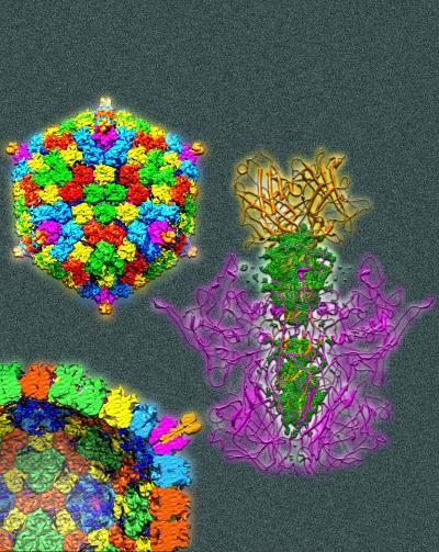 Details of a Human Adenovirus