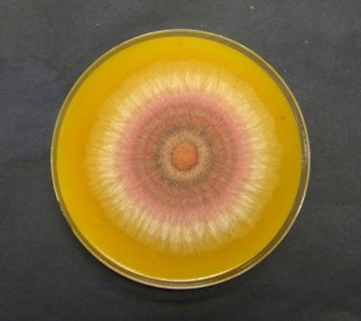 Pigments Produced