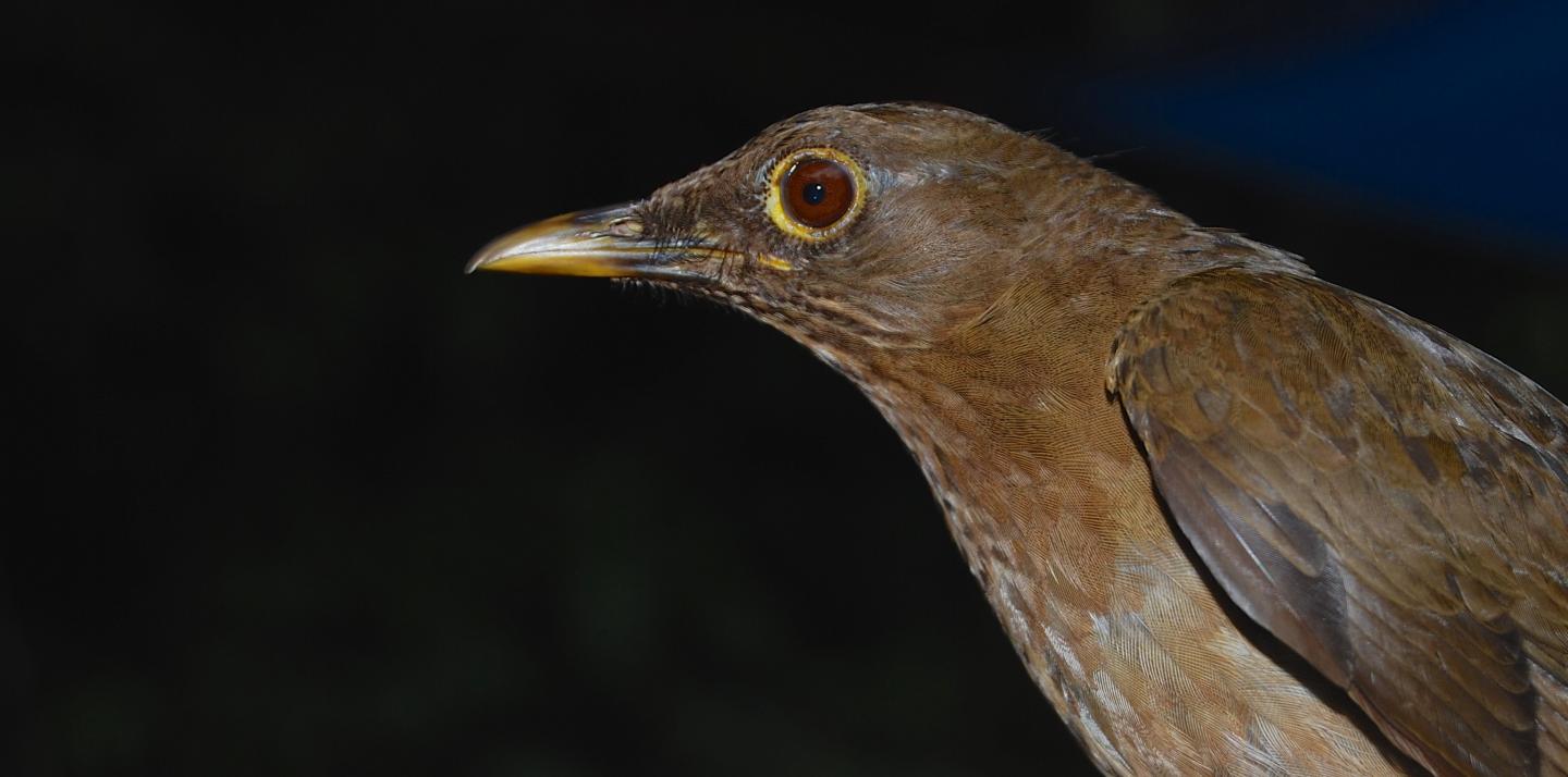 Lawrence's Thrush