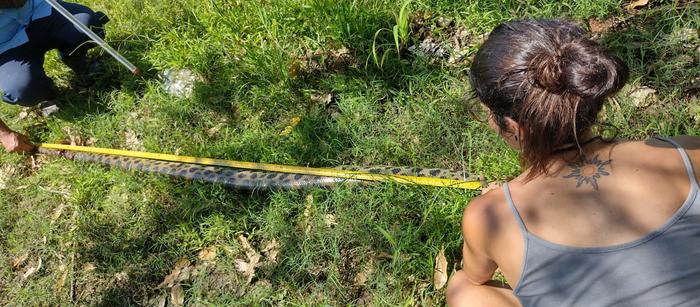 Giant anaconda measurement