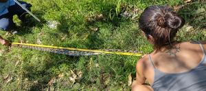 Giant anaconda measurement