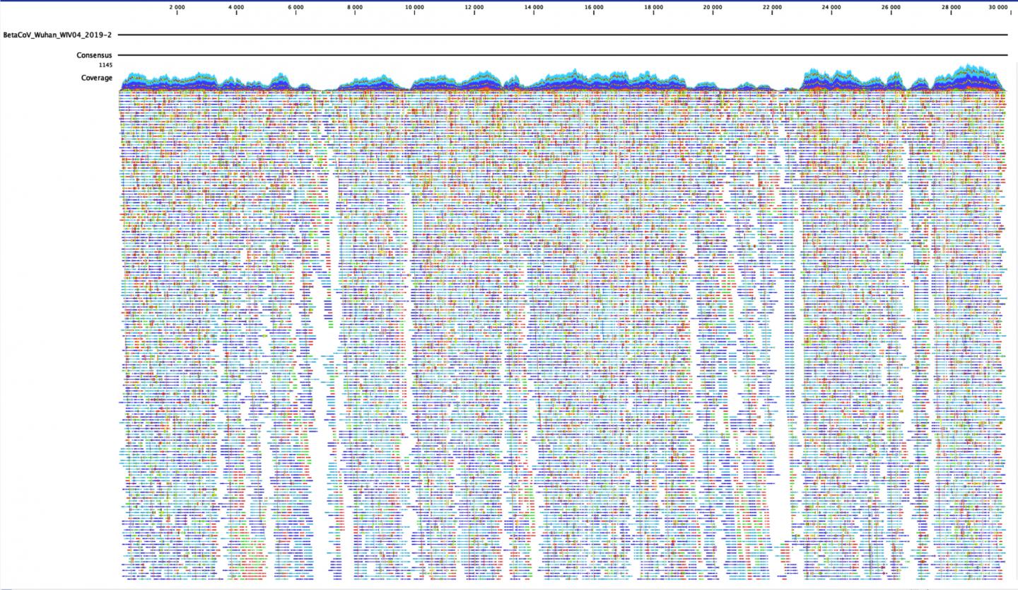 Whole Genome Sequence of the 2019-nCoV Coronavirus