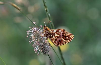 <I>Boloria titania</I> Photo