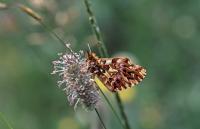 <I>Boloria titania</I> Photo