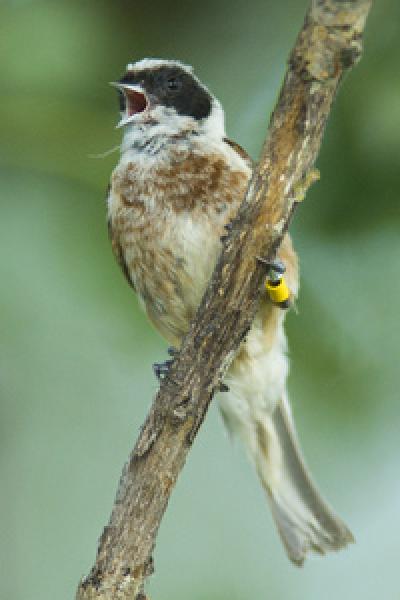 Male Penduline Tit