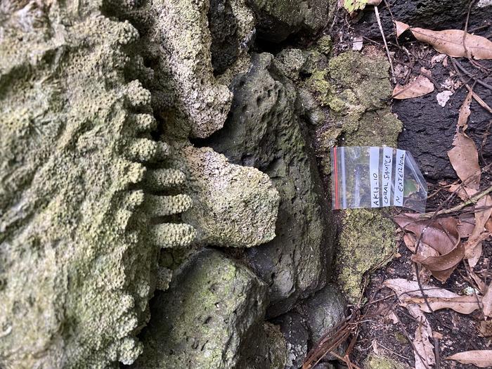 Branch corals on a historic house in Akamaru Island.