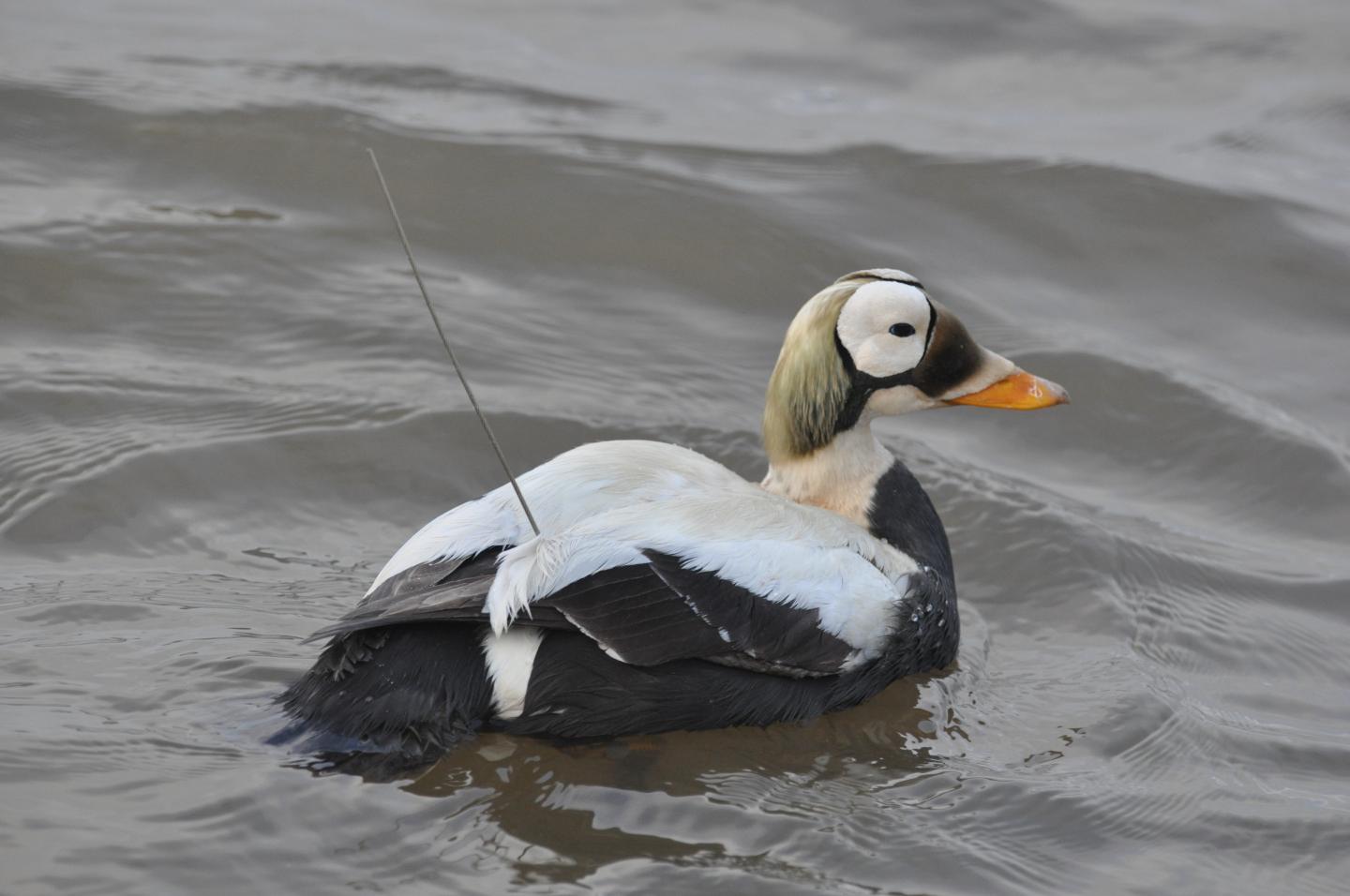Spectacled Eider