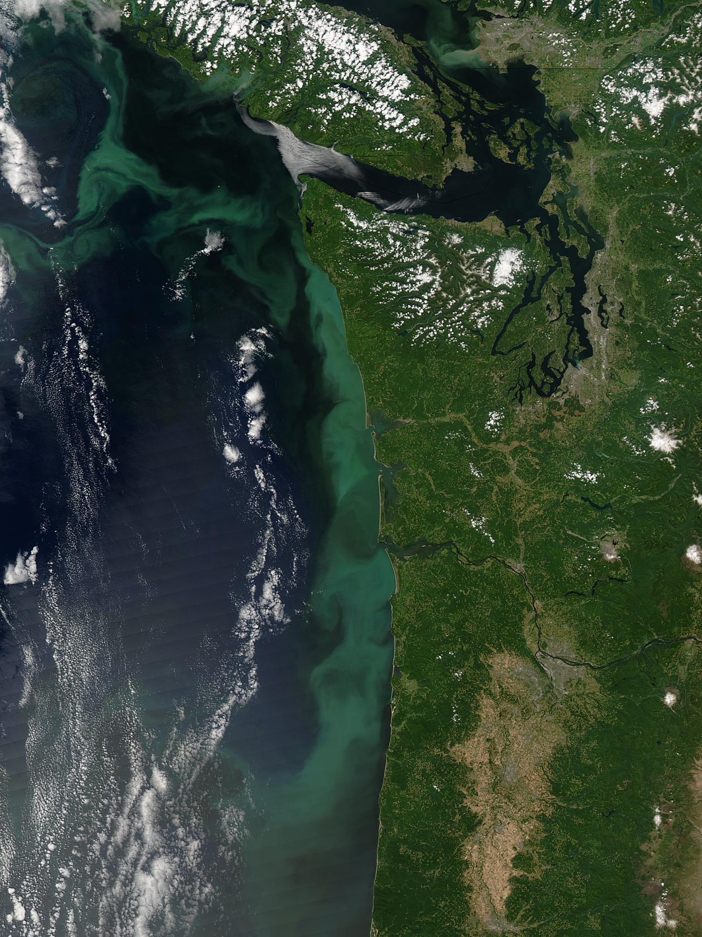 Pacific NW Bloom