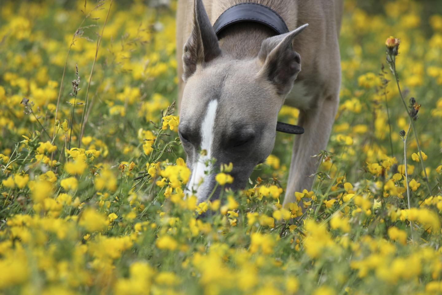 Dog Tracking