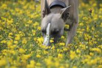 Dog Tracking
