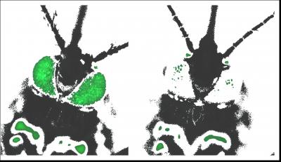 Immunocompromised Mosquitoes