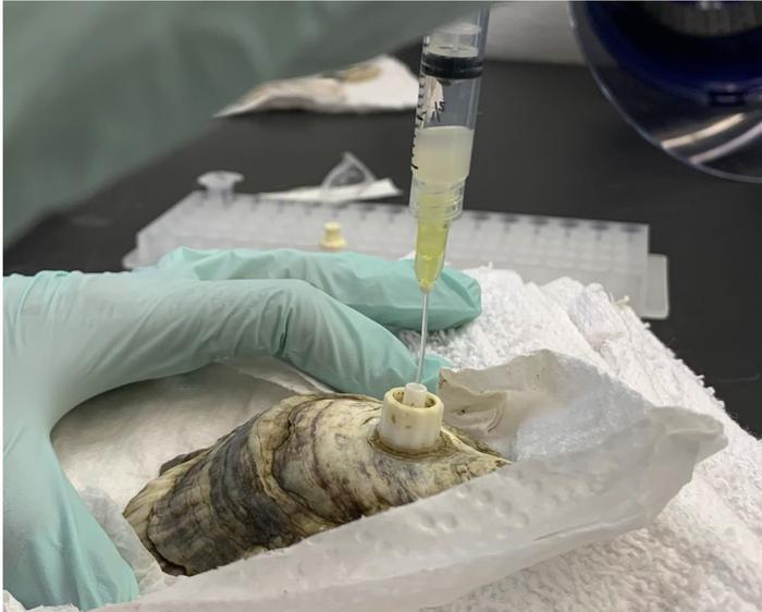Getting Inside the Oyster