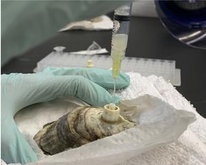 Getting Inside the Oyster