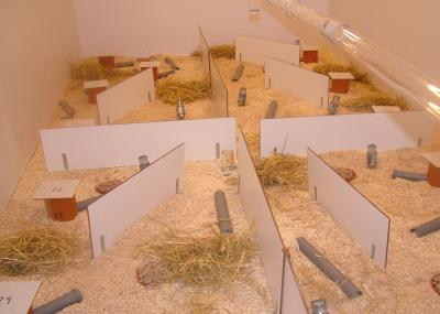 Mouse House