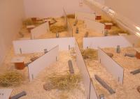 Mouse House