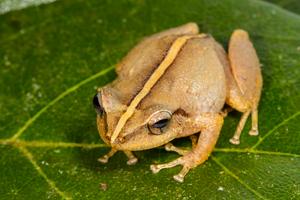 Frog 4