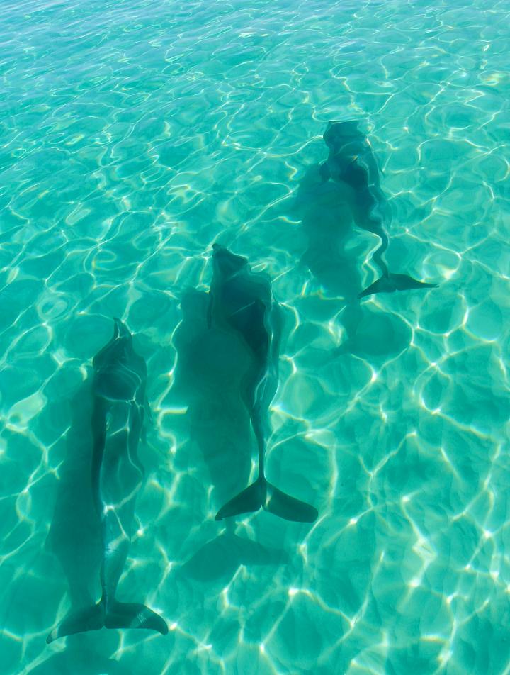 Bottlenose Dolphins