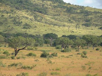 South African Savanna