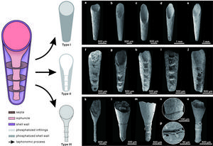Preservation types of Eoceras gen. nov. from the Cambrian Shuijingtuo Formation