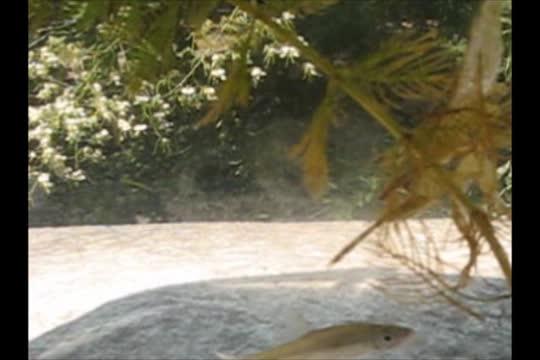 Giant Water Bug Larva Attacks