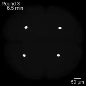 Dividing cells in an embryo