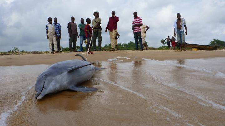 Atlantic Humpback Dolphin Beached