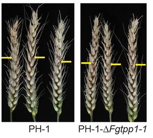 Wheat Spikes