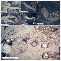 Typical sponge spicule trails