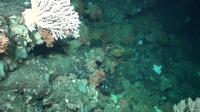 Deep ocean