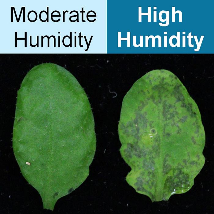 High Humidity Exacerbates Bacterial Disease in Plant Leaves