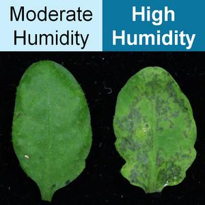 High Humidity Exacerbates Bacterial Disease in Plant Leaves