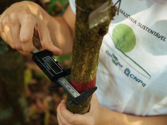 Fieldwork team measuring trees in the Brazilian Amazon