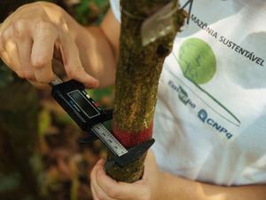 Fieldwork team measuring trees in the Brazilian Amazon