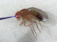 Infecting a Fly