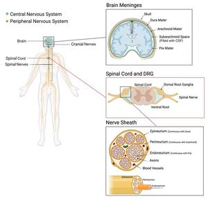 Researchers Identify Perineural Pathway That Fuels HIV Persistence Despite Treatment