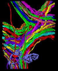Example of a Reconstructed Image Stack