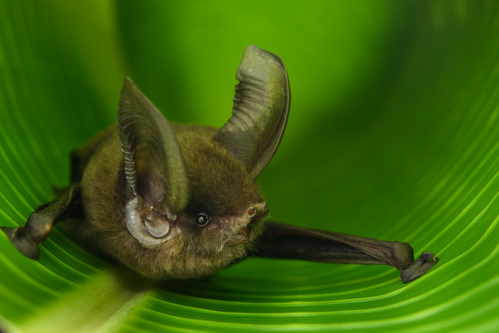 Madagascar Sucker-footed Bat