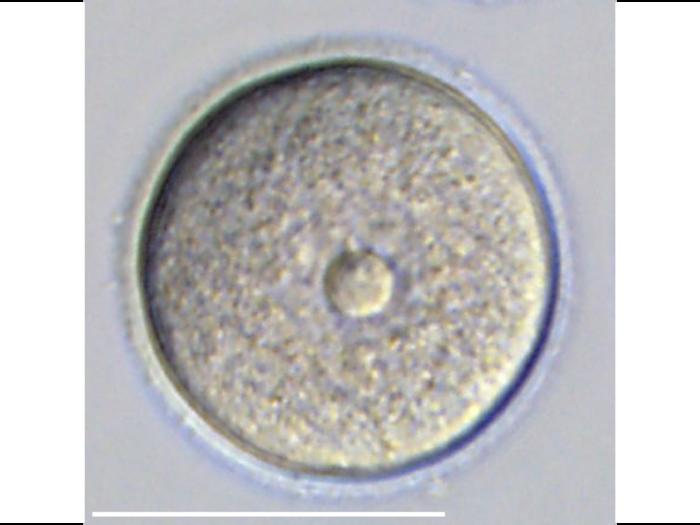 Scientists recreate mouse egg cell development without ovarian support cells