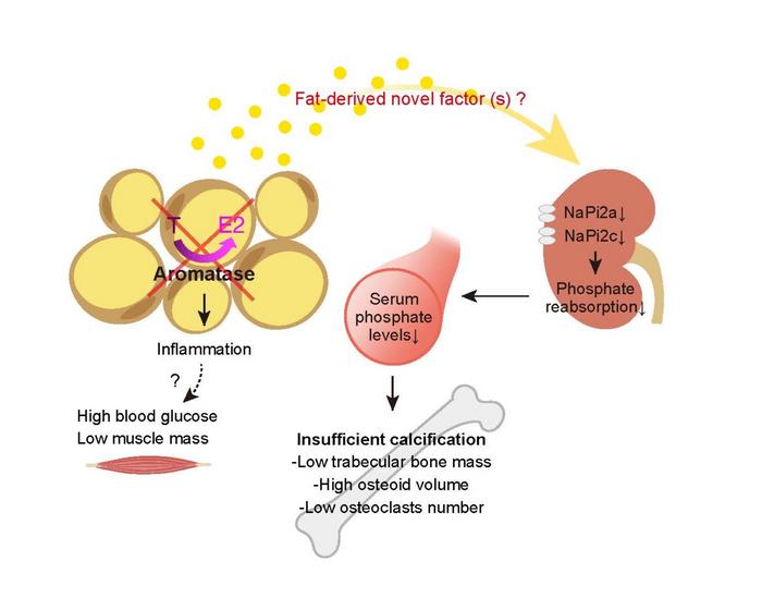Aromatase in adipose tissue regulates bone mass via phosphate metabolism in the kidney