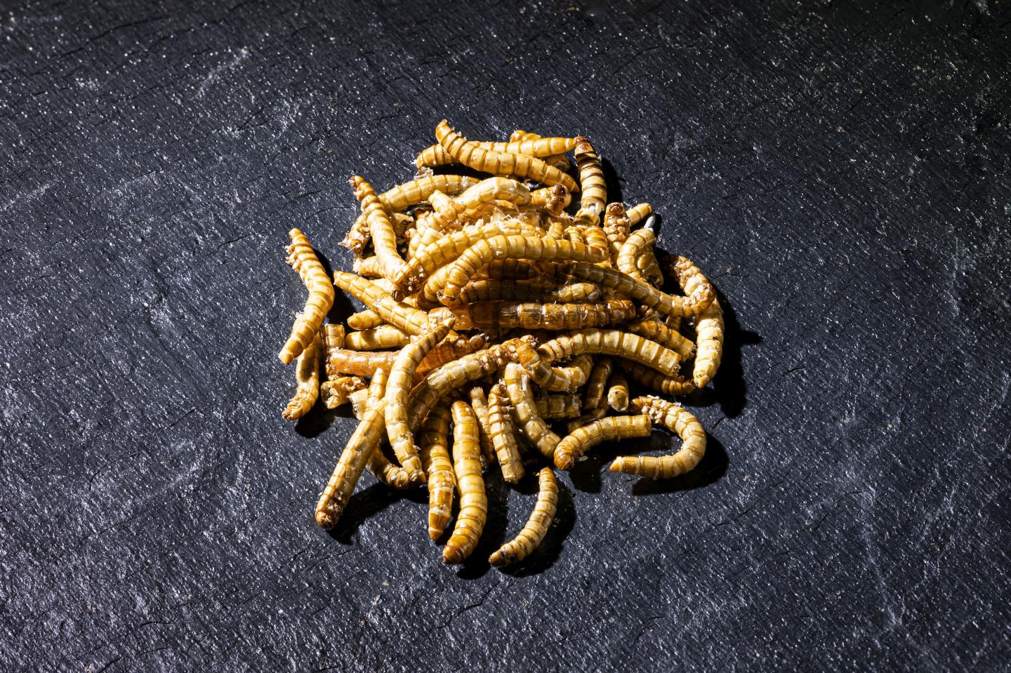 Mealworms