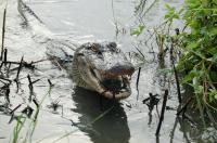 American Alligator (Alligator mississippiensis)