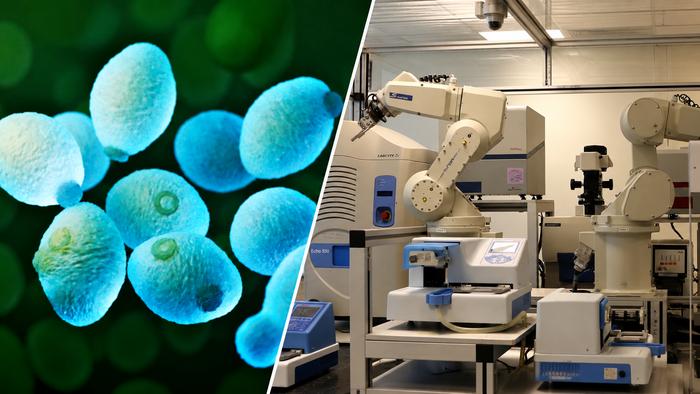 Brewers yeast and Eve