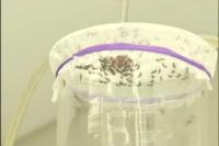 Scientists Identify Host Factors Critical to Dengue Virus Infection