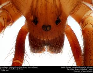 Dorsal close-up view of Loxosceles reclusa (Brown Recluse Spider)