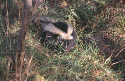 Striped Skunks