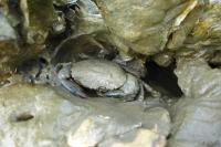 Mudcrab on Oyster Reef