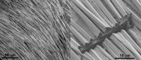 Scanning Electron Micrographs of the Hair Coating on the Silver Ant.