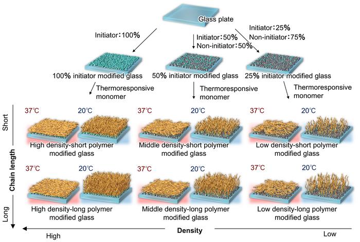 thermoresponsive polymer-modified glass substrates with different density and chain length