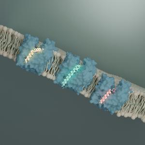 Finding New Ways to Kill Bacteria: New Insights into the Transporter MurJ