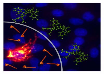 Broad-Spectrum Antiviral Probes